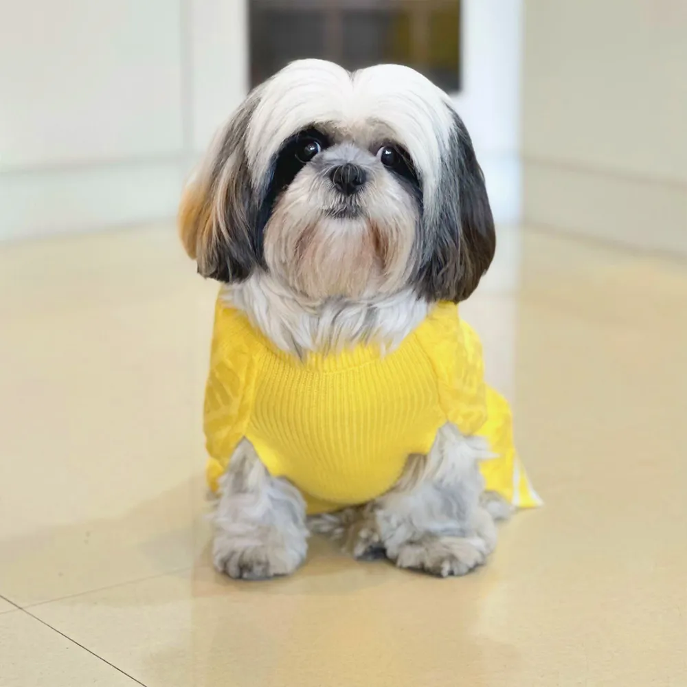 Dogobow Sun Kissed Knit Sweater for Dogs and Cats (Yellow) (Get a Bow Free)