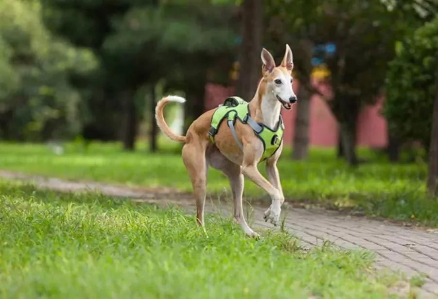 Whippet Harness | Lurcher | Greyhound | Running | No Escape