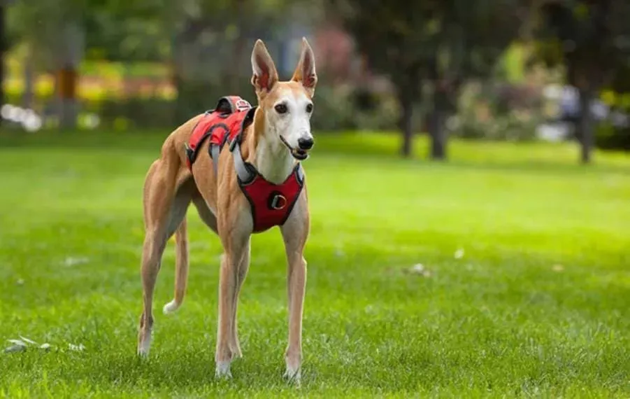 Whippet Harness | Lurcher | Greyhound | Running | No Escape