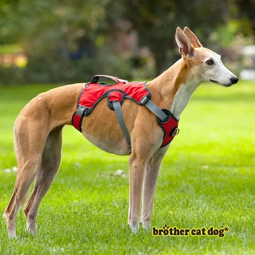 Whippet Harness | Lurcher | Greyhound | Running | No Escape