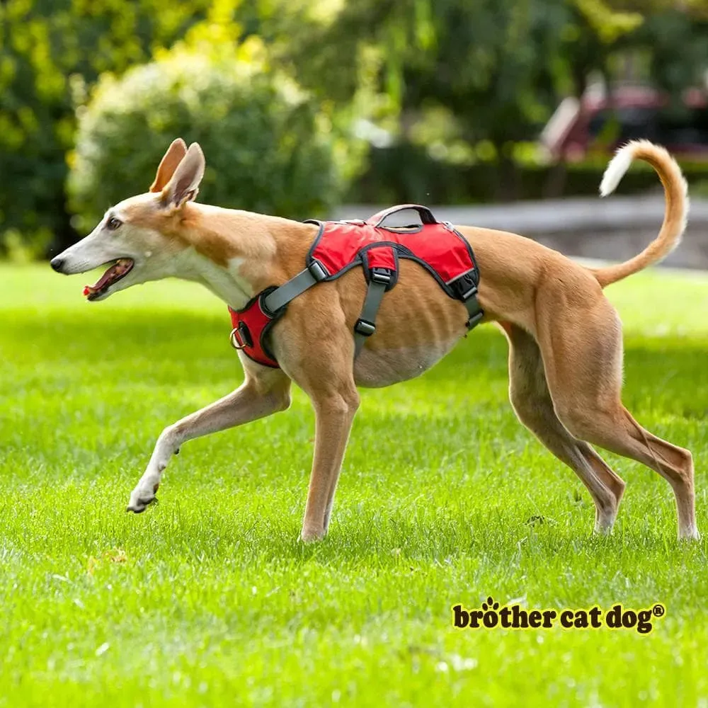 Whippet Harness | Lurcher | Greyhound | Running | No Escape