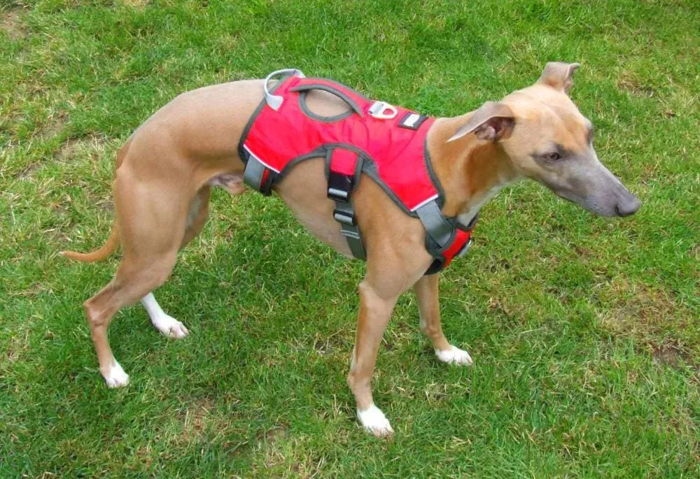 Whippet Harness | Lurcher | Greyhound | Running | No Escape