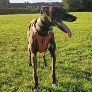 Whippet Harness | Lurcher | Greyhound | Running | No Escape